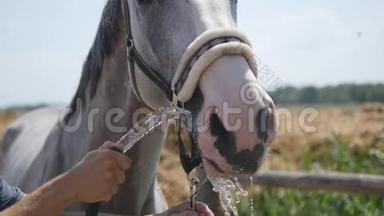 男人拿着水龙带，水龙带从马嘴附近流出。炎热的夏天，马用喷水嘴喝水